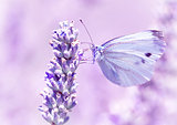 Gentle butterfly on lavender flower