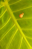 Little snail on green leaf background 