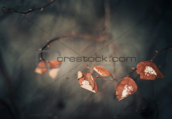 winter leafs