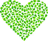 Heart made of fresh green leaves