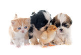 puppy, kitten and chick