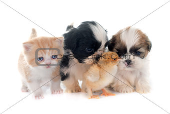 puppy, kitten and chick