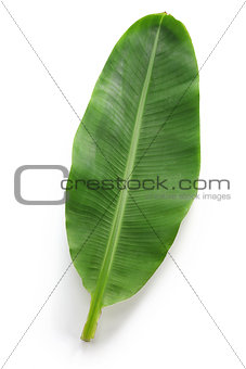 fresh whole banana leaf