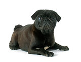 black pug