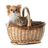 tabby cat and chihuahua in basket 