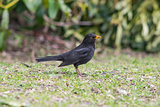 Blackbird male on grass