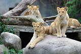 Lion cubs resting