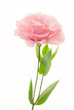 Fresh pink rose on white background