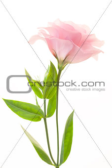 Fresh pink eustoma isolated on white background