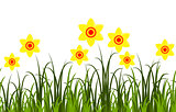 daffodils border
