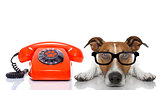 dog on the phone