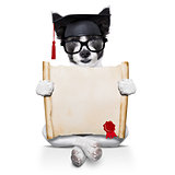 diploma dog 