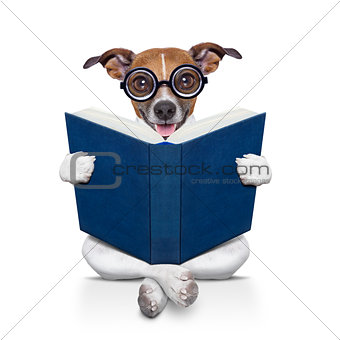 dog reading  a book