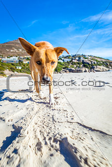 dog playing at the beach 