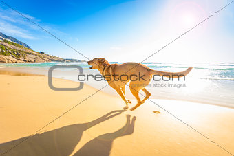 dog playing at the beach 