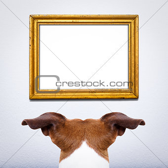 dog watching a frame