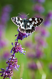Butterfly (Tirumala hamata orientalis) on a violet wild flower