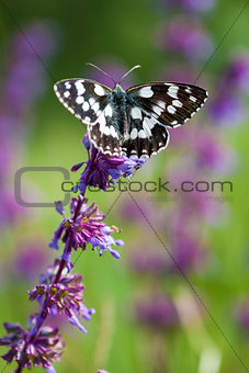 Butterfly (Tirumala hamata orientalis) on a violet wild flower