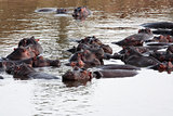 Hippopotamus masai mara river kenya