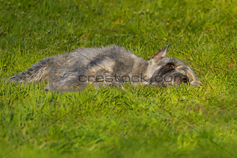 Dog laying in field