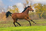 Bay stallion run in green field