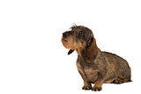 isolated female portrait of brown dachshund