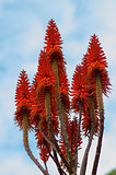 Blooming Aloe Vera