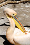 Great pelican (Pelecanus onocrotalus) portrait