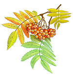 Autumn branch of rowan with berries and leaves