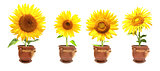 Sunflowers in pots