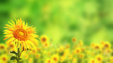 Sunflowers on green background
