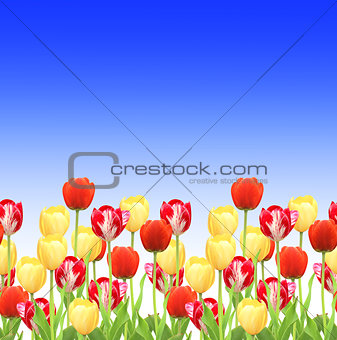Flowers of a tulips