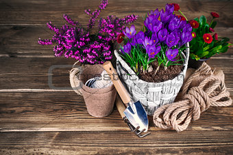 Spring flowers in wicker basket with garden tools