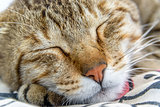 Closeup of a cat sleeping