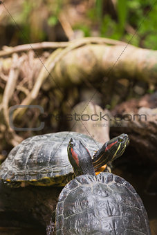 Two terrapin turtles