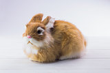 Ginger bunny rabbit