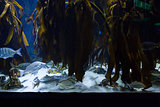 Seaweed in fish tank