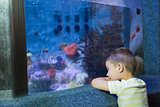 Cute boy looking at fish tank