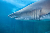 Shark swimming in fish tank