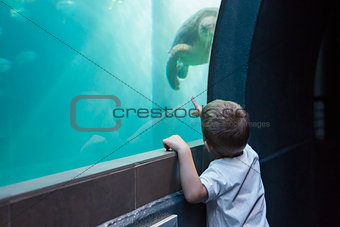 Little boy looking at fish tank