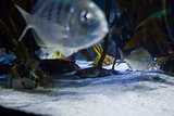 Fish swimming in a tank