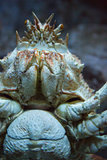 Crab swimming in a tank