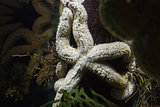 Starfish swimming in fish tank