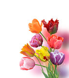 Tulip Flowers