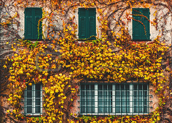 Old building with yellowed ivy and green windows
