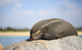 Sleepy Fur Seal