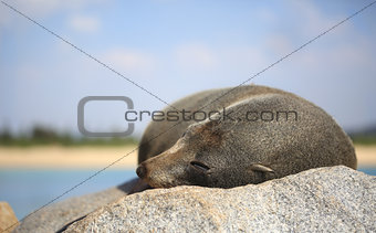 Sleepy Fur Seal