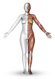 3D female figure with muscle map