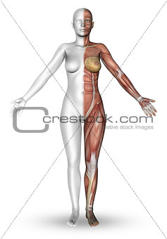 3D female figure with muscle map
