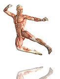 3D male figure in kick boxing pose with muscle map